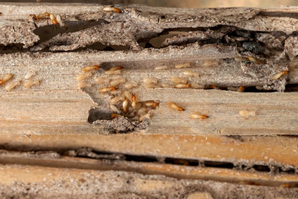 Wasp Removal Services in Oyster Bay Cove, NY
